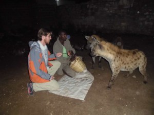 Hyènes à Harar, août 2013