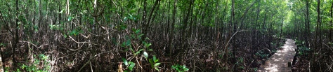 La mangrove de Port-Louis (1)